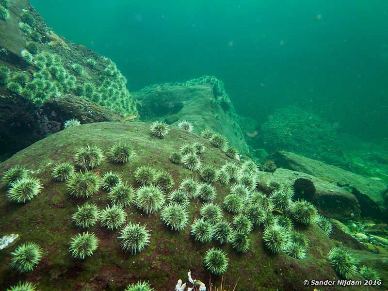 Green sea urchins (Strongylocentrotus droebachiensis), , Norris Rocks, Hornby Island, BC, Canada